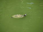 IMG_3454.JPG