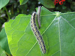 IMG_3673.JPG