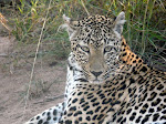 Makwela en Ulusaba