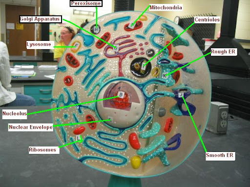 animal cell model with labels. animal cell model