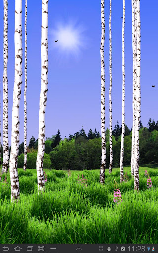 Birch Wood Live Wallpaper