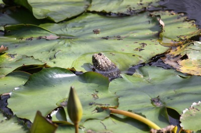 [IMG_6985_resize4.jpg]
