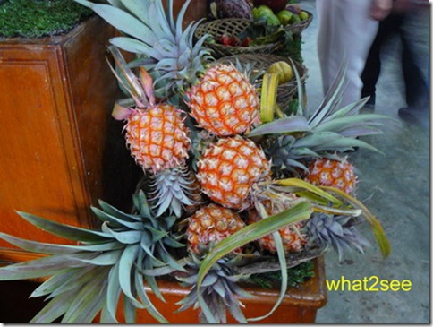 P1050313_resize