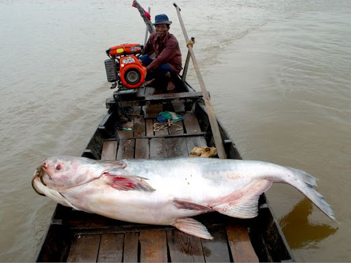 Giant Catfish