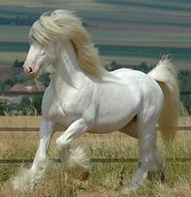 ม้าที่สวยที่สุดในโลก Gypsy Vanner 