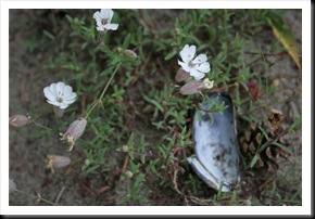 Canon EOS 350D IMG_2551