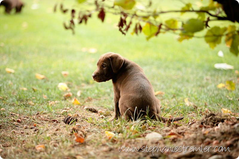 Lynden-Pet-Photographer-Chocolate-Lab-Puppies-109