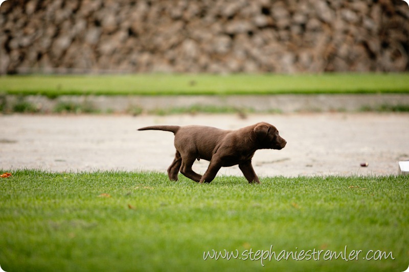 Lynden-Pet-Photographer-Chocolate-Lab-Puppies-111