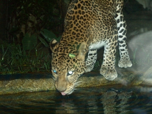 cheetah, yang motret bilal Lho!!