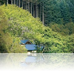 Forest Log Cabin Holidays