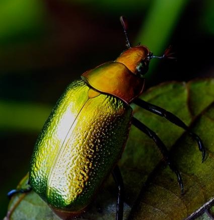 [Golden Beetle[9].jpg]