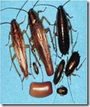 KECOA2