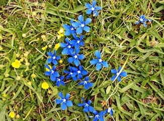 29-genziana verna 29-genziana verna