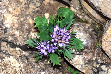 23-Phisoplexis comosa 23-Phisoplexis comosa