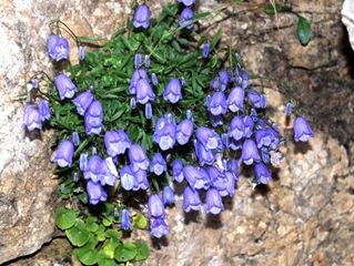 24-Campanula