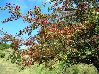 32-Biancospino 32-Biancospino