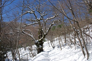 vecchia quercia vecchia quercia