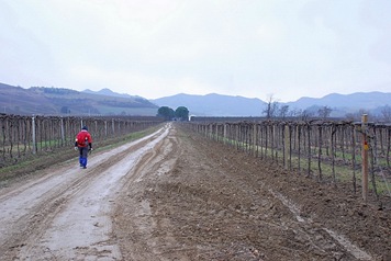 vigna vigna