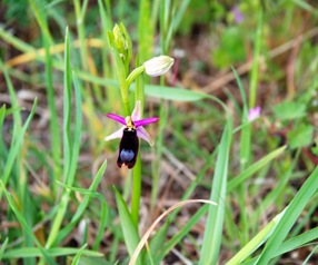 Orchidea Orchidea
