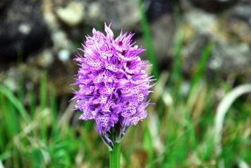 Orchidea Orchidea