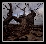 darktree.jpg