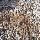 100_4099.JPG
