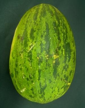 [Melon[3].jpg]