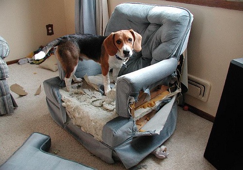 [dog-separation-anxiety[4].jpg]