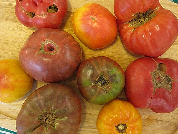 Rainbow of Tomatoes