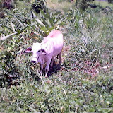 Omoa 030.jpg Omoa 030.jpg