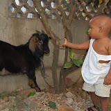  &ndash; Roo with goat shortly before it used to feed neighbors and friends at Christmas. ..© 2008 Nazareth House Apostolate; all rights reserved