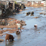  &ndash; Children bathing with pigs and garbage. Freetown (picture taken by James Mansaray)