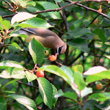  &ndash; Nature abounds in the middle of the city on the grounds at Jonah House. A Sacred Space in an Urban Place...(C) Grace Church 2008