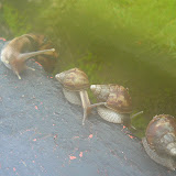  &ndash; © 2007NHA photos... Snails greet us as we leave the Lungi hotel in the morning