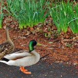  &ndash; Resident Ducks...Mr &amp; Mrs Harlow. Mr. Harlow was raised at Jonah House and returns with his mate each year to raise more young ducklings. ...(C) Grace Church 2008