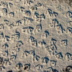 February 2009
