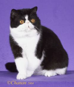 Cats Lovers Exotic Shorthair