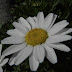 flower. #it's too under. I should try more bright shot.