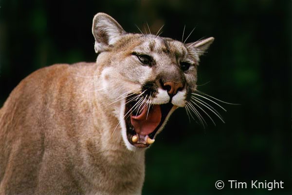 [cougar_01tfk[5].jpg]
