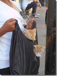 bagokitties