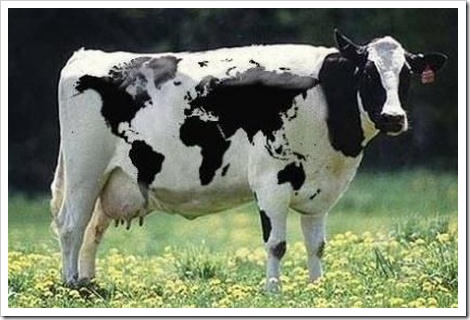 funnyfailpictures.com - a funny movie, funny cow picture, sergio tattoo, funnyfailpictures.com - a funny movie, funny cow picture, sergio tattoo,