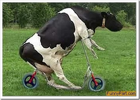 Funny cow picture - Scooter.