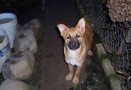 cachorros Kelly 021