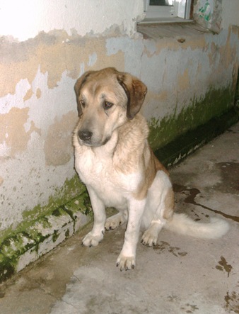 LOLO1