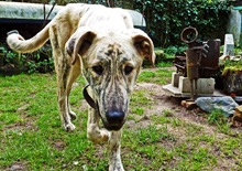 telmo im garten1