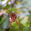 European Garden Spider
