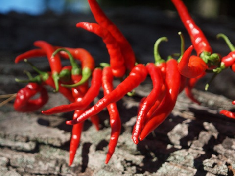 [Chilli[47].jpg]