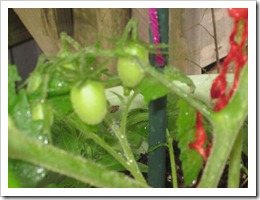 Juliette Grape tomato cluster Juliette Grape tomato cluster