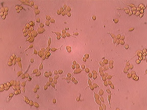 Lignée cellulaire DLD1 isolée d’un adénocarcinome colorectal humain DLD1
