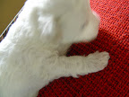 dsc05964.jpg